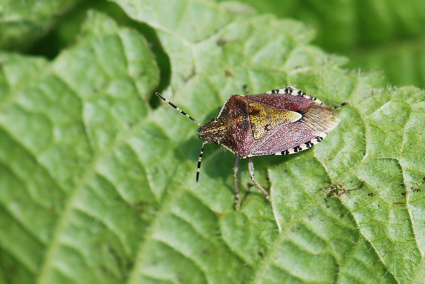 Pentatomidae: Dolycoris baccarum nelle Prealpi Vicentine